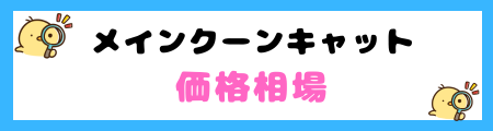 【初心者必見】メインクーンキャットの特徴と飼い方を徹底解説