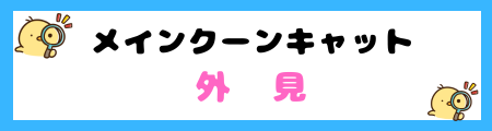 【初心者必見】メインクーンキャットの特徴と飼い方を徹底解説