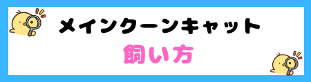 【初心者必見】メインクーンキャットの特徴と飼い方を徹底解説