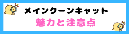 【初心者必見】メインクーンキャットの特徴と飼い方を徹底解説