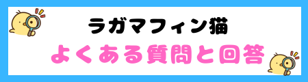 【初心者必見】ラガマフィン猫の特徴と飼い方を徹底解説