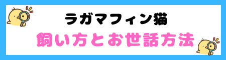 【初心者必見】ラガマフィン猫の特徴と飼い方を徹底解説