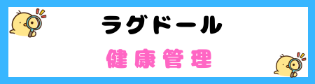【初心者必見】ラグドールの特徴と飼い方を徹底解説