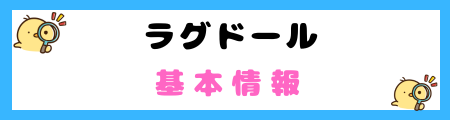 【初心者必見】ラグドールの特徴と飼い方を徹底解説