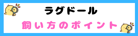 【初心者必見】ラグドールの特徴と飼い方を徹底解説