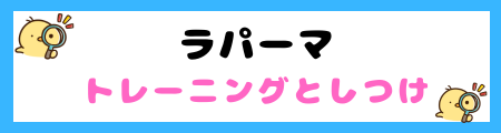 【初心者必見】ラパーマの特徴と飼い方を徹底解説