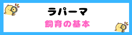 【初心者必見】ラパーマの特徴と飼い方を徹底解説