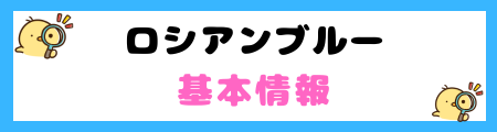 【初心者必見】ロシアンブルーの特徴と飼い方を徹底解説