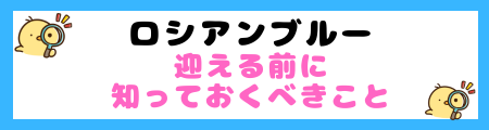 【初心者必見】ロシアンブルーの特徴と飼い方を徹底解説