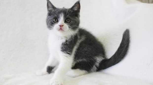 ブリティッシュ ショートヘアー 落ち着いた性格で初心者向け